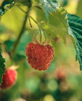 Free Stock Photo of Raspberry
