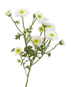 Free Stock Photo of Isolated flower