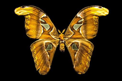 Free Stock Photo of Butterfly with open wings