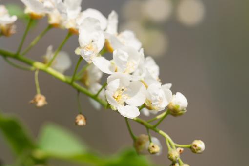 Free Stock Photo of flowers