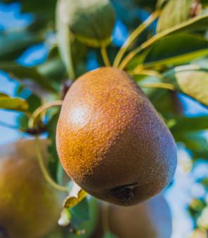Free Stock Photo of Pear