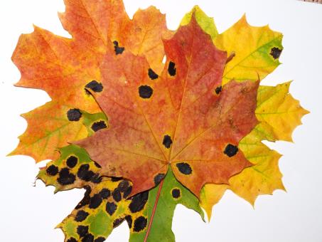 Free Stock Photo of Fall leaf