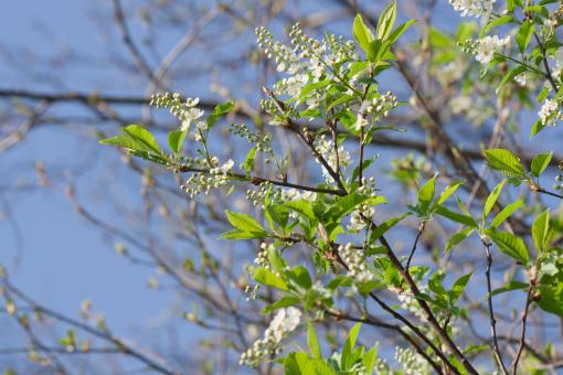 Free Stock Photo of flowers