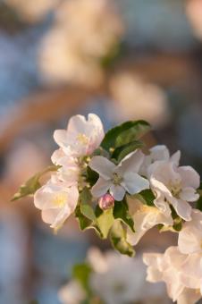 Free Stock Photo of flowers