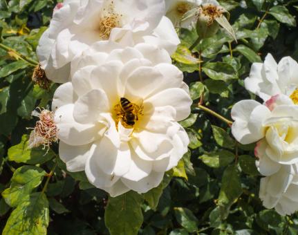 Free Stock Photo of Bee on the Flower