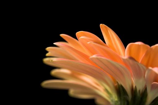 Free Stock Photo of gerbera
