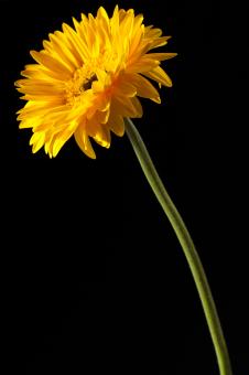Free Stock Photo of gerbera