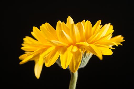 Free Stock Photo of gerbera