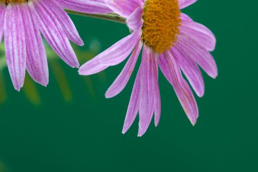 Free Stock Photo of flower