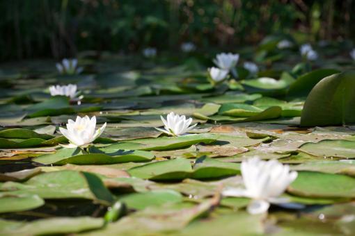 Free Stock Photo of lily