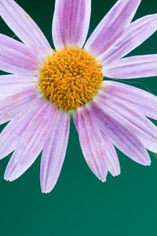 Free Stock Photo of flower