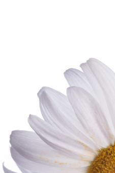 Free Stock Photo of flower