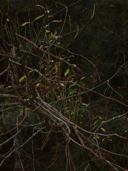 Free Stock Photo of Forest
