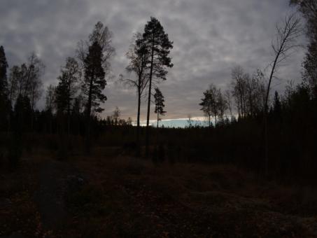 Free Stock Photo of Forest
