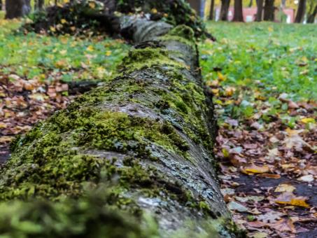 Free Stock Photo of Mossy tree