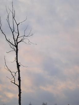 Free Stock Photo of Tree
