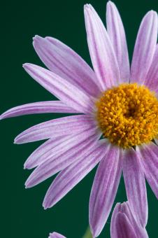 Free Stock Photo of flower 