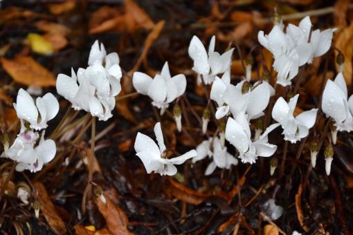 Free Stock Photo of Flowering cyclamen