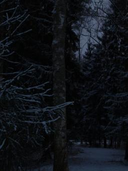 Free Stock Photo of Snowy day
