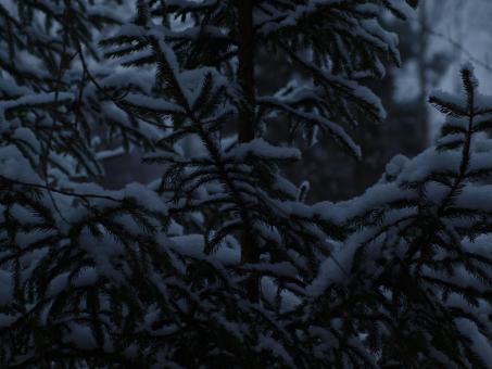 Free Stock Photo of Snowy day