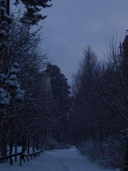 Free Stock Photo of First snow