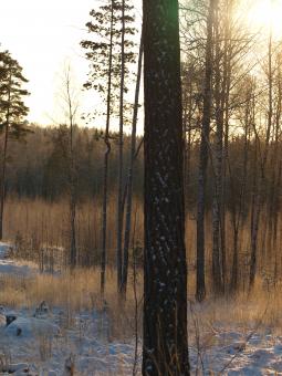 Free Stock Photo of Frozen forest