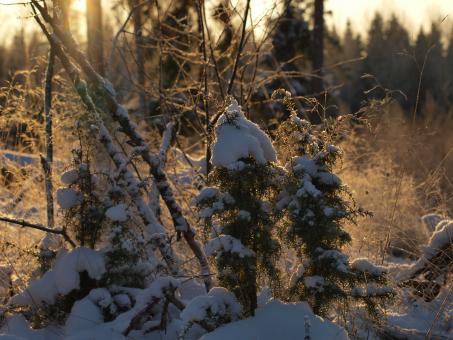 Free Stock Photo of Frozen forest
