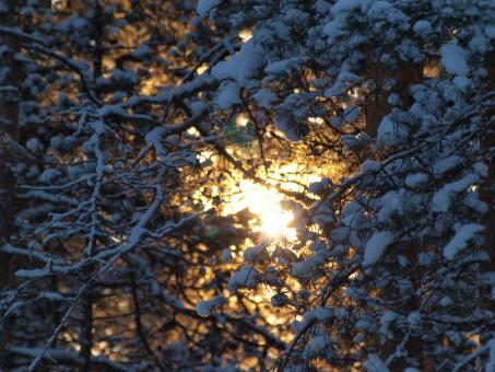 Free Stock Photo of Frozen forest