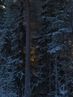 Free Stock Photo of Frozen forest
