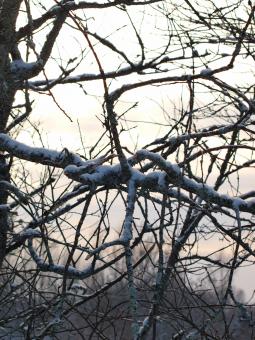 Free Stock Photo of cold winter