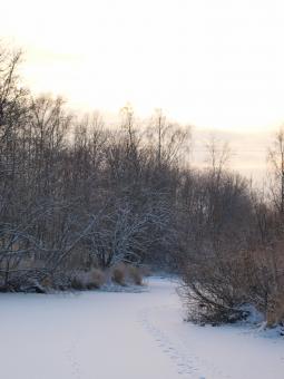 Free Stock Photo of Cold winter