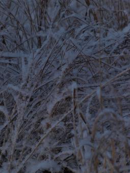 Free Stock Photo of Cold winter