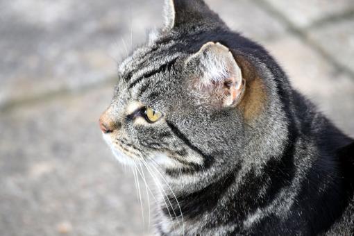 Free Stock Photo of Tabby cat