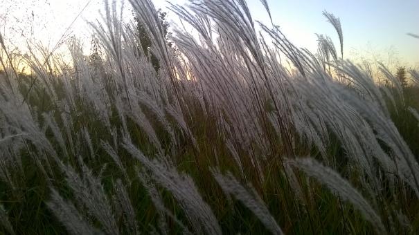 Free Stock Photo of Breeze