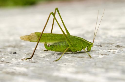 Free Stock Photo of Green grasshopper
