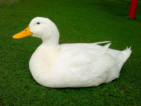 Free Stock Photo of White duck
