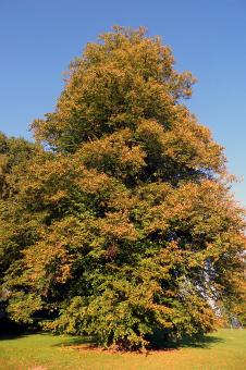 Free Stock Photo of Beech Tree