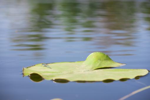 Free Stock Photo of Leaf on water