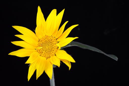 Free Stock Photo of Sunflower on black