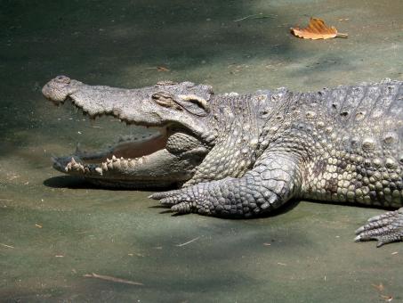Free Stock Photo of Crocodile
