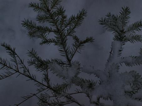 Free Stock Photo of Winter