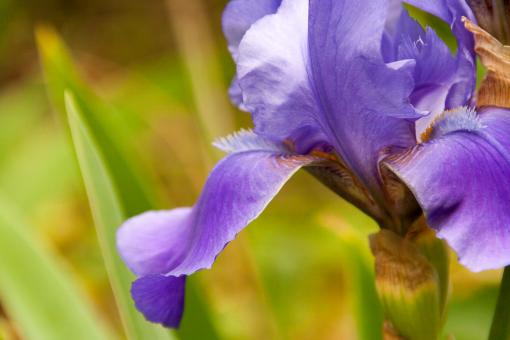 Free Stock Photo of Purple flower