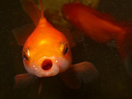 Free Stock Photo of Goldfish face