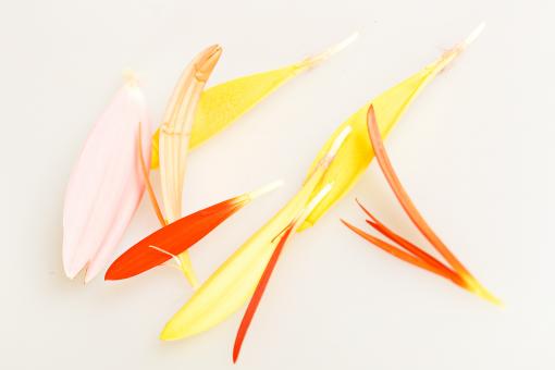 Free Stock Photo of Flower petals