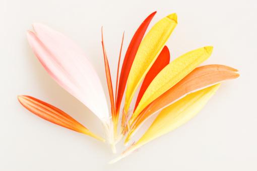Free Stock Photo of Flower petals