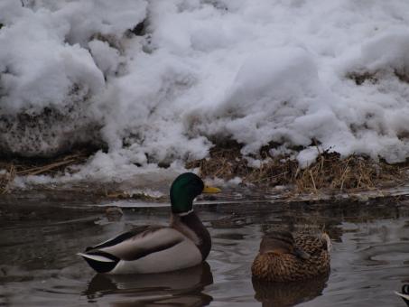 Free Stock Photo of Ducks