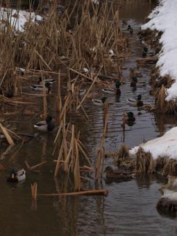 Free Stock Photo of Ducks