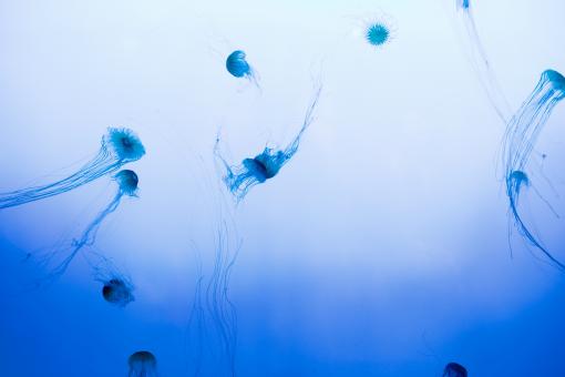 Free Stock Photo of Jelly Fish