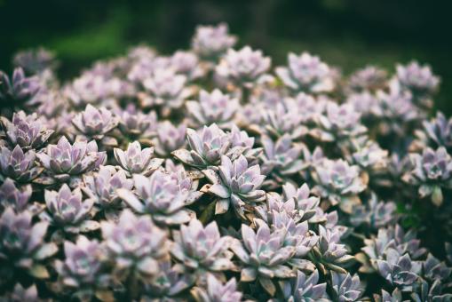 Free Stock Photo of Rough Flower Background
