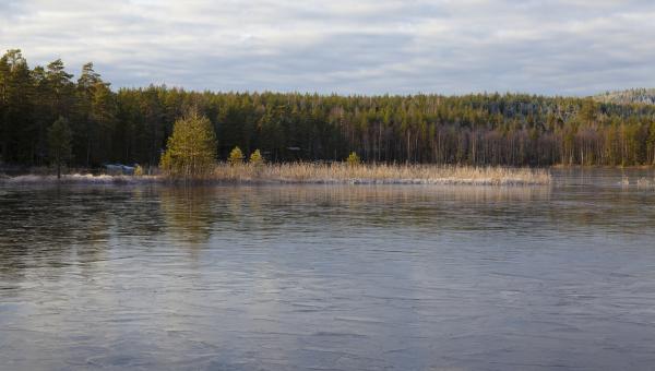 Free Stock Photo of Lake in the forest